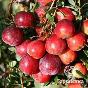 

Клюква Кроули крупноплодная