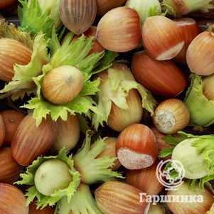 

Лещина Фертиль де Кутар