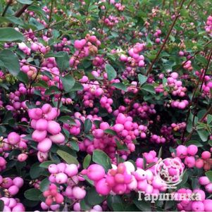 

Снежноягодник Мэджик Берри