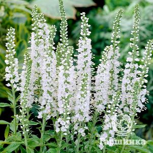 

Вероника Айсикл