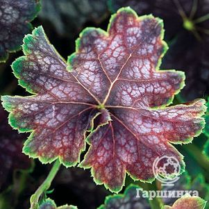 

Гейхера Бьюти Колор