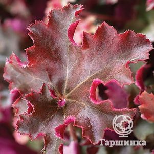 

Гейхера Кримсон Керлз