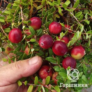 

Клюква Стивенс крупноплодная