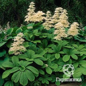 

Роджерсия конскокаштанолистная