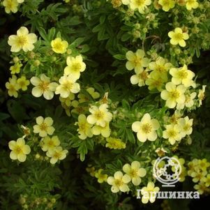 

Лапчатка кустарниковая Белла Линдси