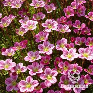 

Камнеломка Арендса Розеа