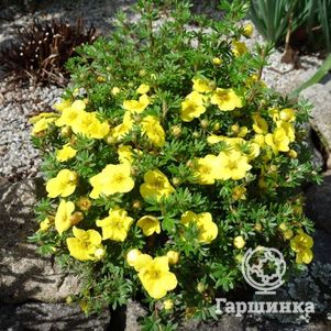 

Лапчатка Кобольд кустарниковая