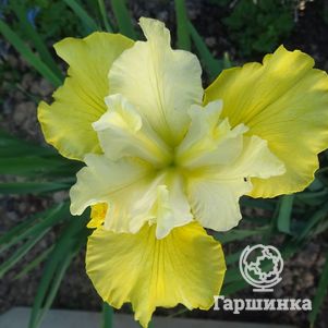 

Ирис сибирский Саммер Ревелс