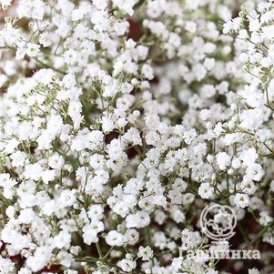 

Гипсофила метельчатая белая