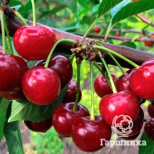 

Дюк (Черевишня) Ивановна