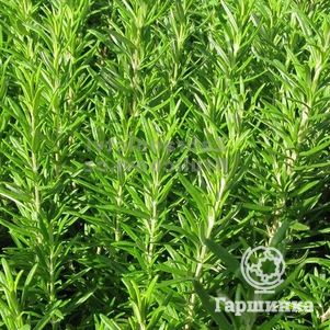 

Розмарин Абраксас