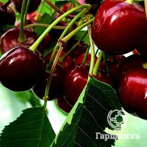 

Черешня Ипуть