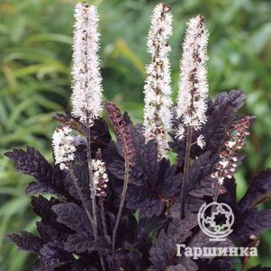 

Цимицифуга (Клопогон) Брунет