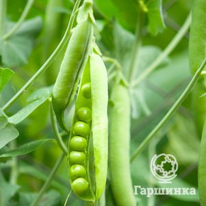 Горох Вкусный стручок 5 г Семена Сибирский сад 25₽