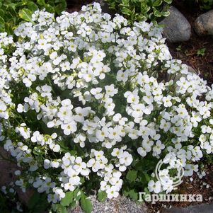 

Арабис кавказский Литл Треже Вайт