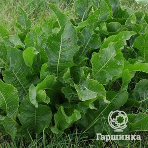 

Хрен обыкновенный