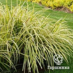 

Аир злаковидный Огон