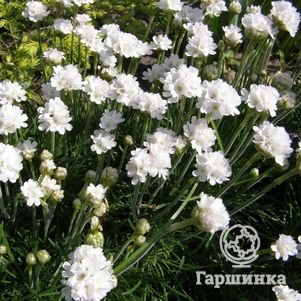 

Армерия приморская Альба