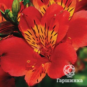 

Альстромерия Марс