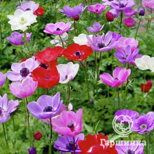 Анемона (Ветреница) Де Каен смесь 10шт