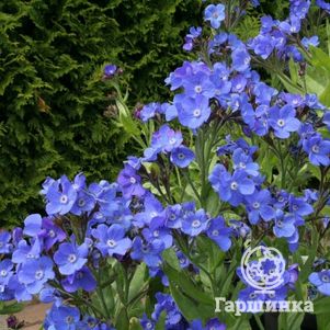 

Анхуза азуреа Лоддон Роялист