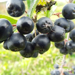 

Черноплодная рябина (арония) на штамбе 60 см