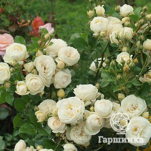 

Роза Артемис кустарниковая, Тантау (лиц)