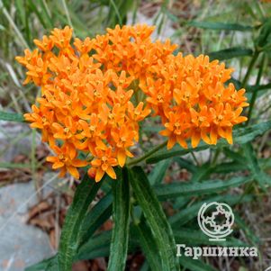 

Ваточник Тубероза