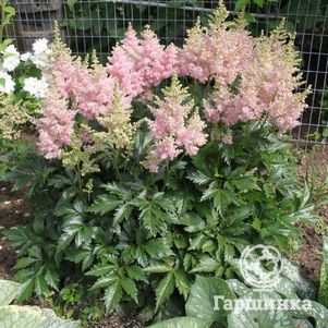 

Астильба Арендса Систе Тереза