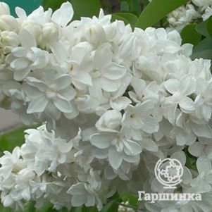 

Сирень Защитникам Бреста