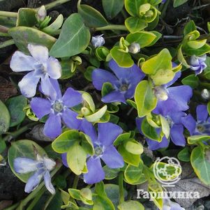 Барвинок Блю энд Голд малый