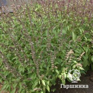 Базилик Карамельный 0,3 г, Семена Гавриш