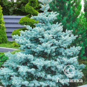 Ель колючая Блю Даймонд голубая