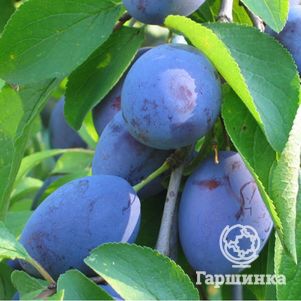 

Слива Блю Фри