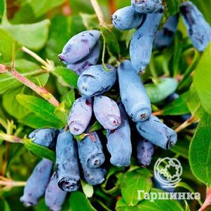 

Жимолость Бореалис