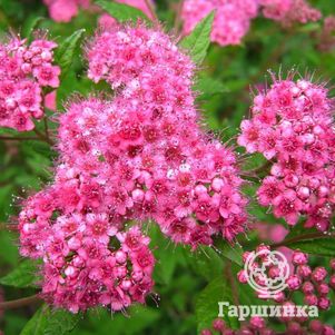 

Спирея Бумальда