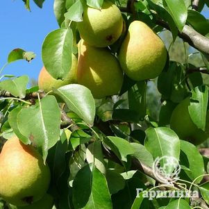 Груша Бураковка 600₽