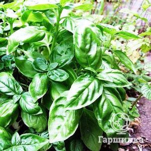 Базилик Бутербродный лист 32₽