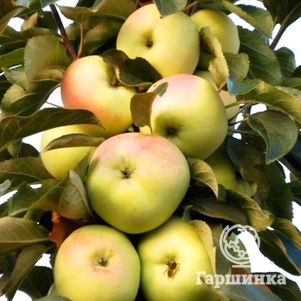 

Яблоня Чаровница колоновидная