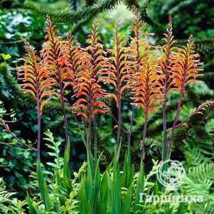 

Хазманта Дакети