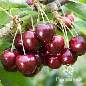 

Черешня Ревна