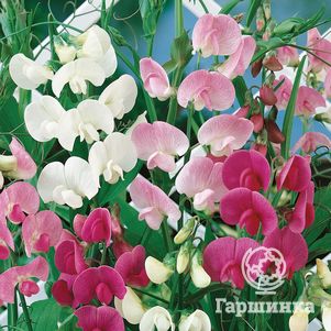 

Чина широколистная