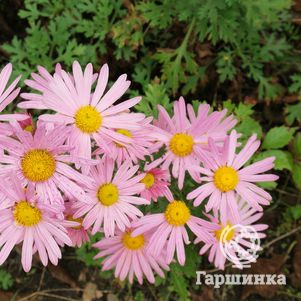 

Хризантема Клара Кертис