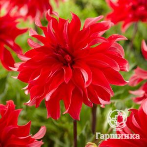 

Георгина Ред Лабиринт (МАКСИ) декоративная