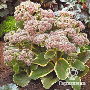 

Очиток (седум) Даймонд Эдж