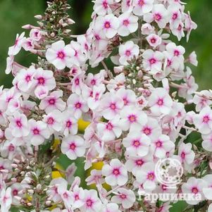 

Флокс Дельта пирамидальный