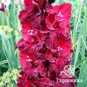 

Гладиолус Демон