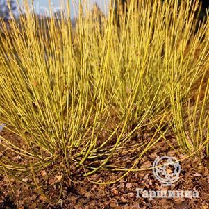 

Дерен Флавирамеа