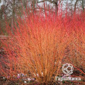 

Дерен Мидвинтер Фаер