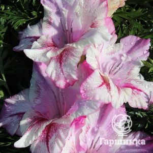 

Гладиолус Девичьи сны